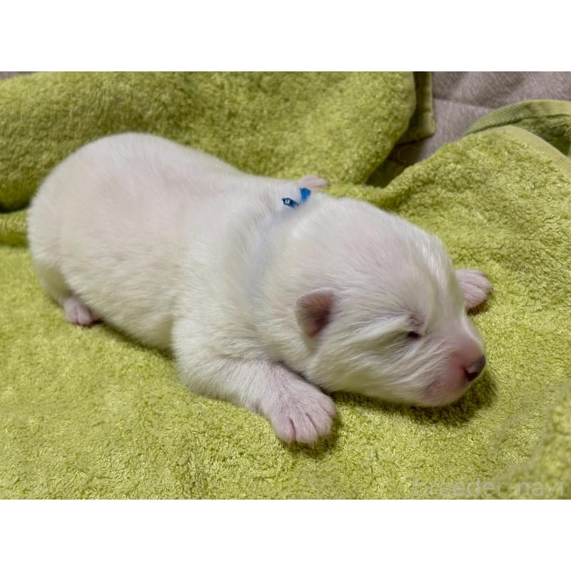 販売中の北海道のサモエド-436833の2枚目