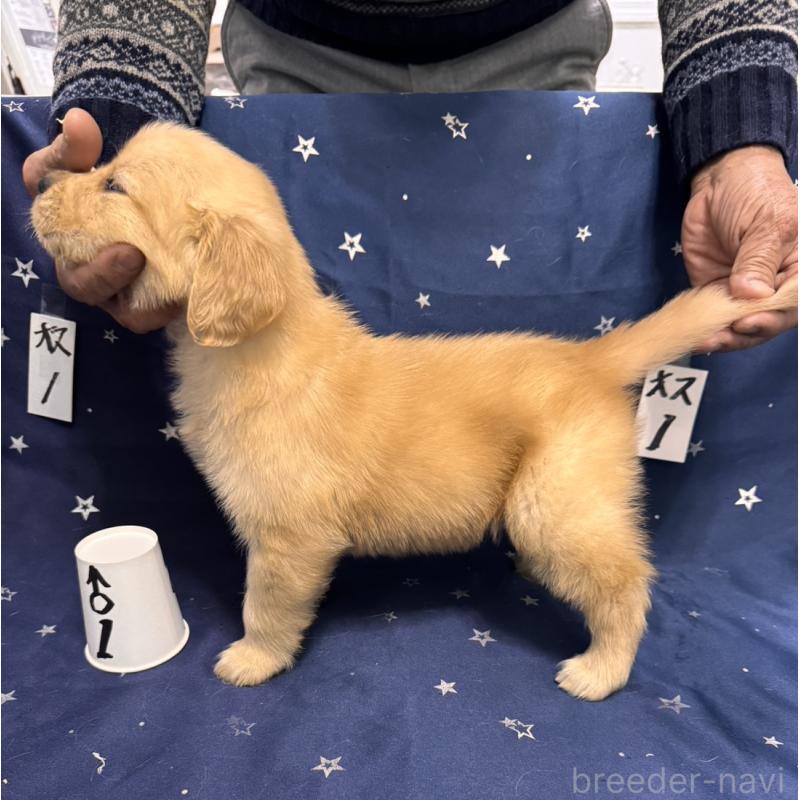 販売中の福岡県のゴールデンレトリーバー-436835の5枚目