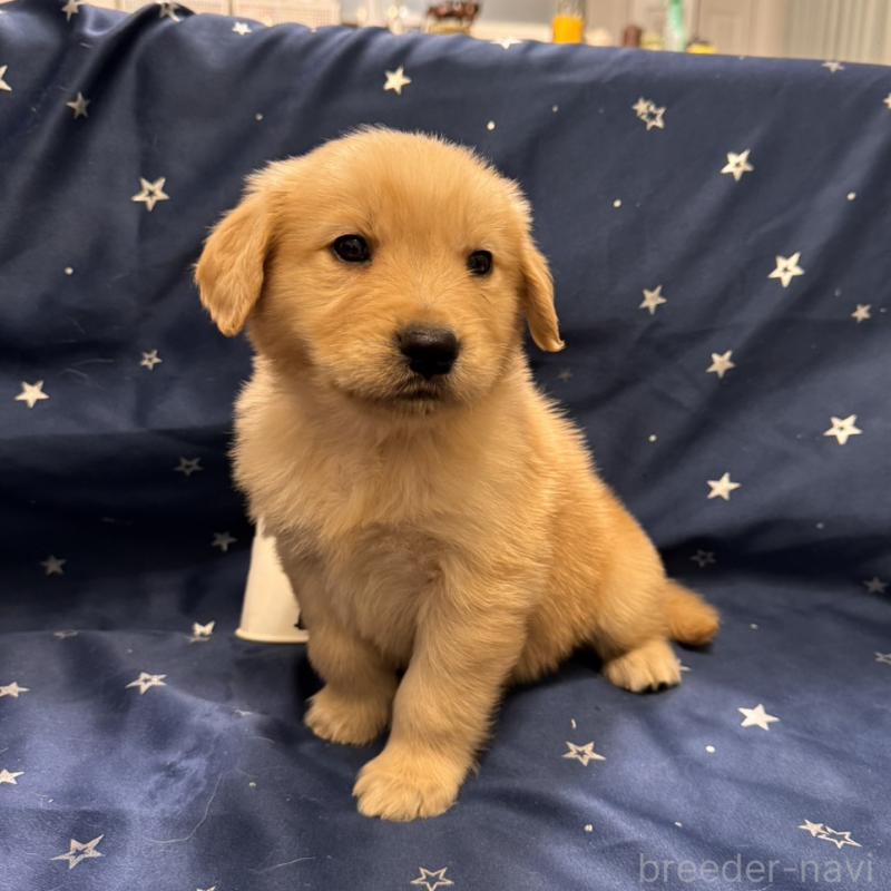 販売中の福岡県のゴールデンレトリーバー-436835の4枚目