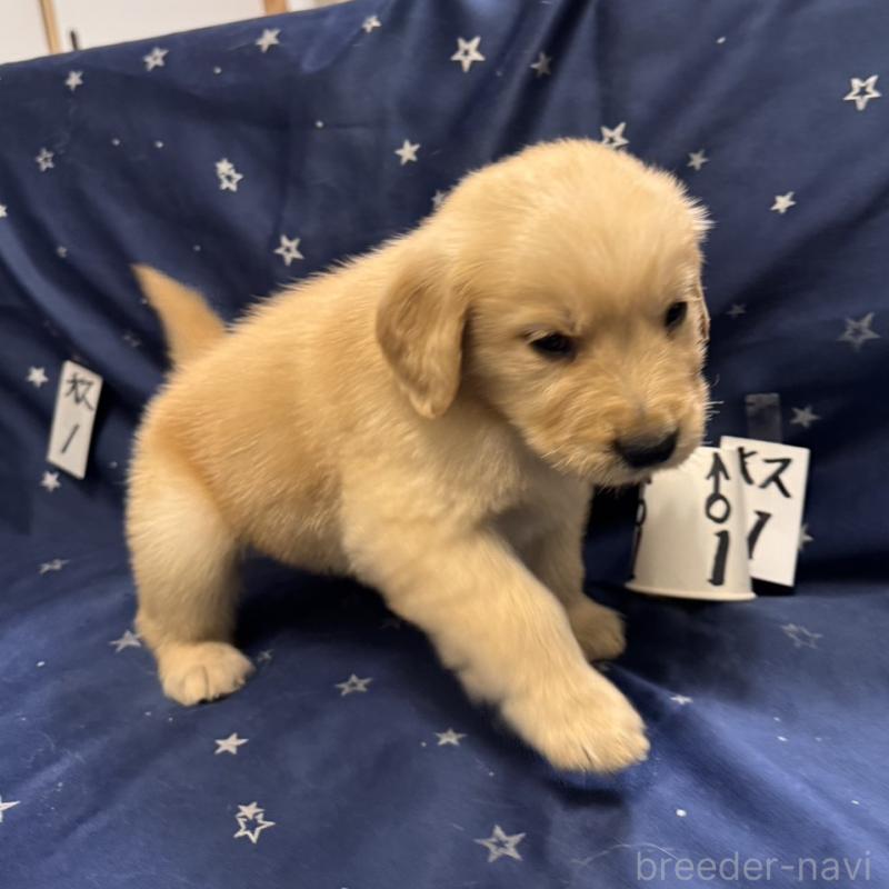 販売中の福岡県のゴールデンレトリーバー-436835の3枚目