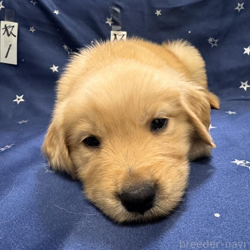 販売中の福岡県のゴールデンレトリーバー-436835の2枚目