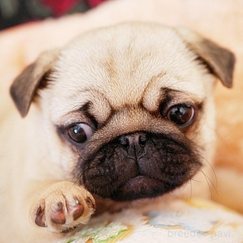 販売中の鹿児島県のパグ-423894