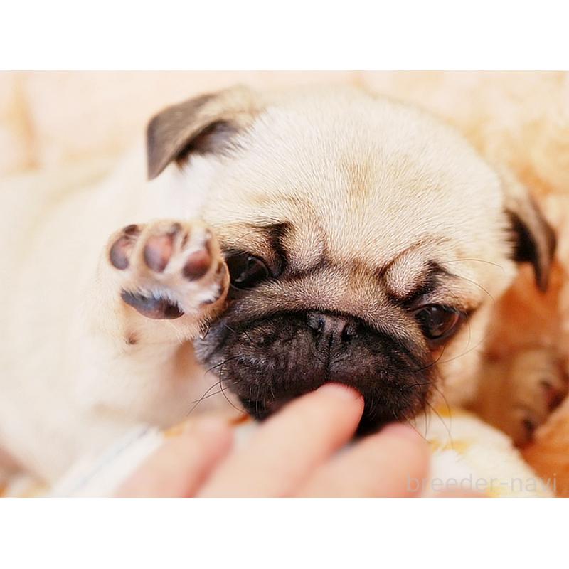 販売中の鹿児島県のパグ-423894の19枚目