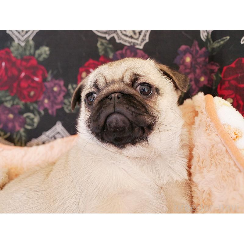 販売中の鹿児島県のパグ-423894の17枚目