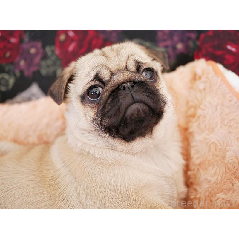 販売中の鹿児島県のパグ-423894の16枚目