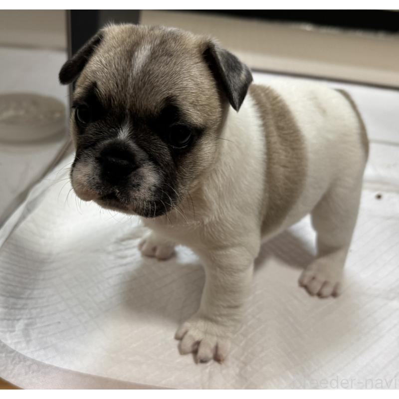 成約済の長崎県のフレンチブルドッグ-433285の4枚目