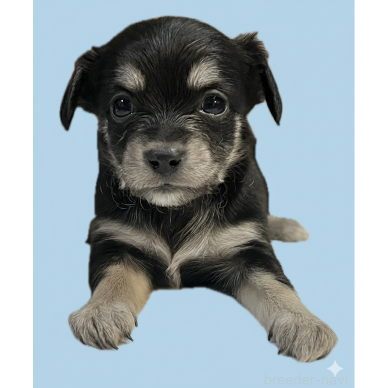 販売中の兵庫県のチワックス:チワワ×ミニチュアダックスフンド-436837の3枚目