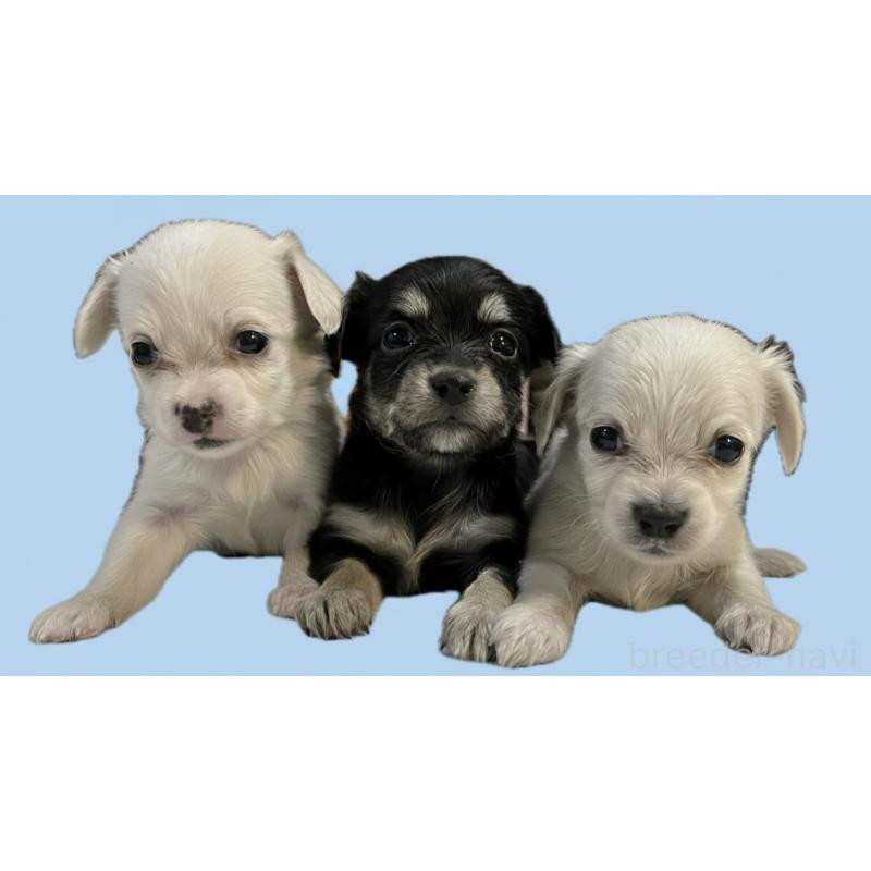 販売中の兵庫県のチワックス:チワワ×ミニチュアダックスフンド-436837