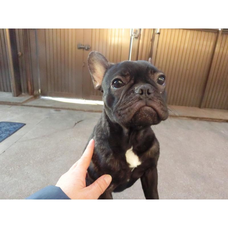 販売中の兵庫県のフレンチブルドッグ-398917の2枚目