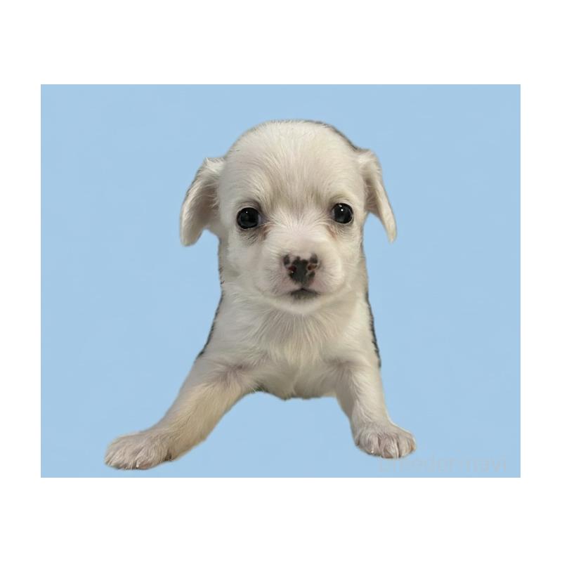 販売中の兵庫県のチワックス:チワワ×ミニチュアダックスフンド-436838の3枚目