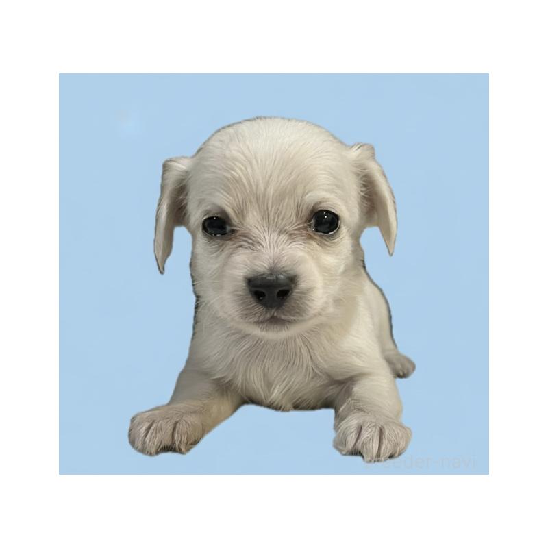 販売中の兵庫県のチワックス:チワワ×ミニチュアダックスフンド-432834の3枚目