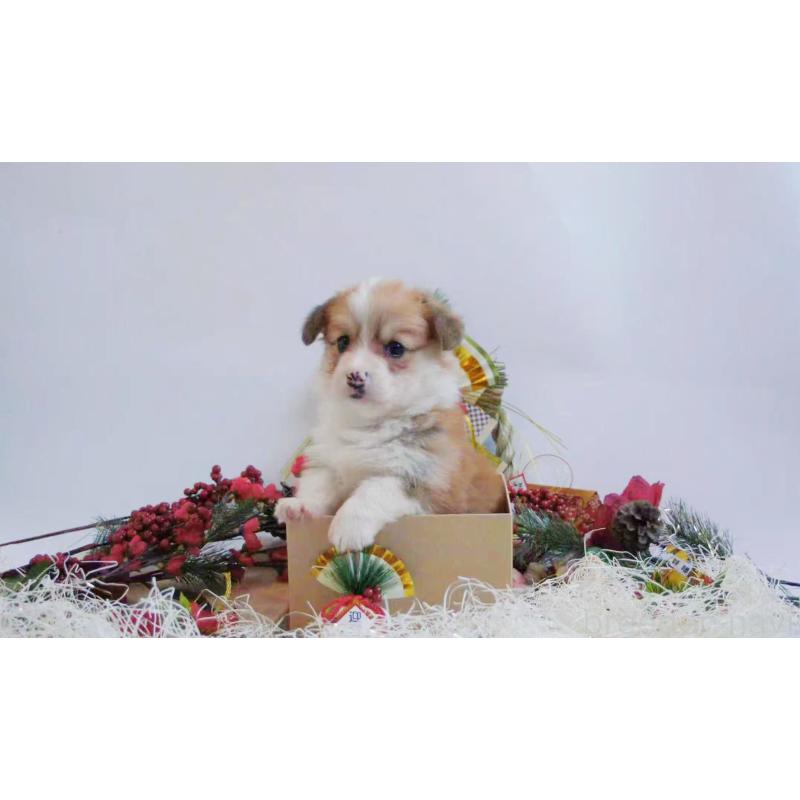 販売中の千葉県のウェルシュコーギーペンブローク-436840の5枚目