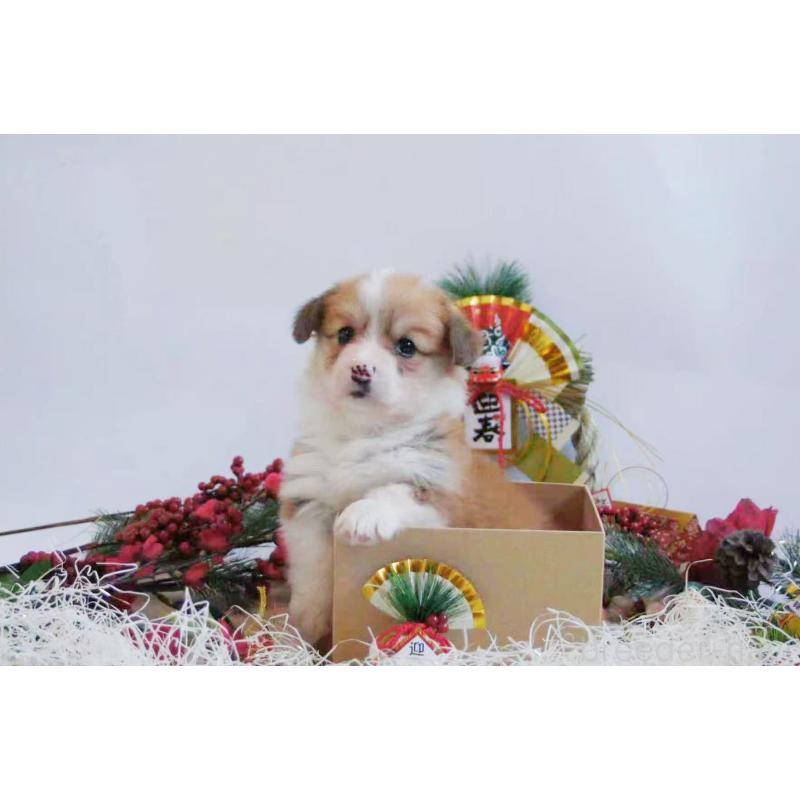 販売中の千葉県のウェルシュコーギーペンブローク-436840の4枚目