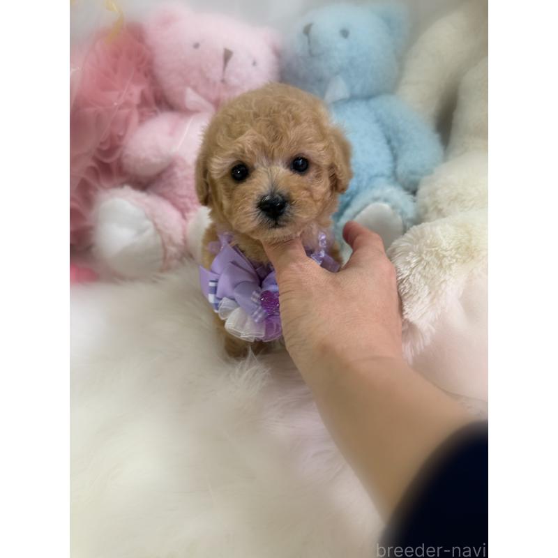販売中の香川県のトイプードル-433619の14枚目