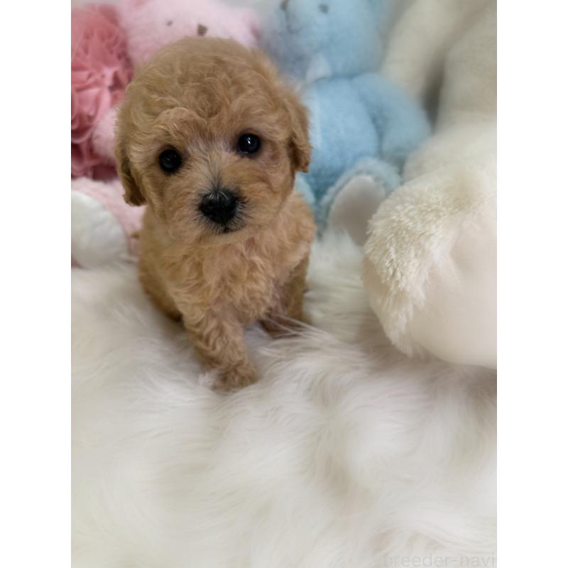 販売中の香川県のトイプードル-433619の13枚目