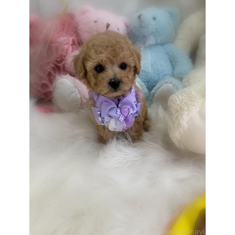 販売中の香川県のトイプードル-433619の11枚目