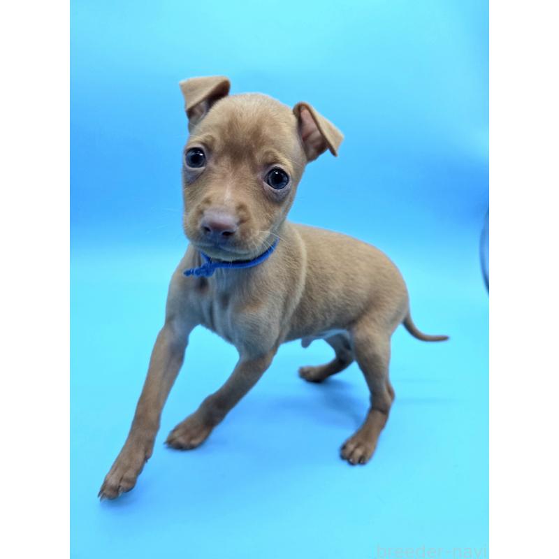 成約済の静岡県のミニチュアピンシャー(ミニピン)-434617の6枚目