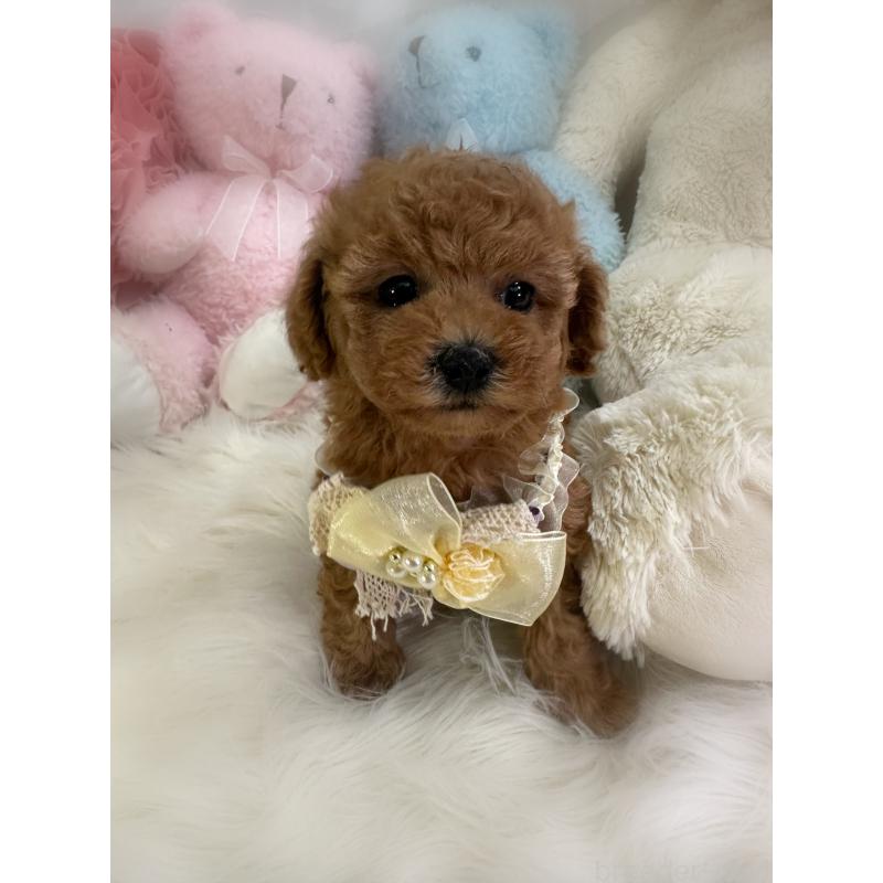 販売中の香川県のトイプードル-433636の9枚目