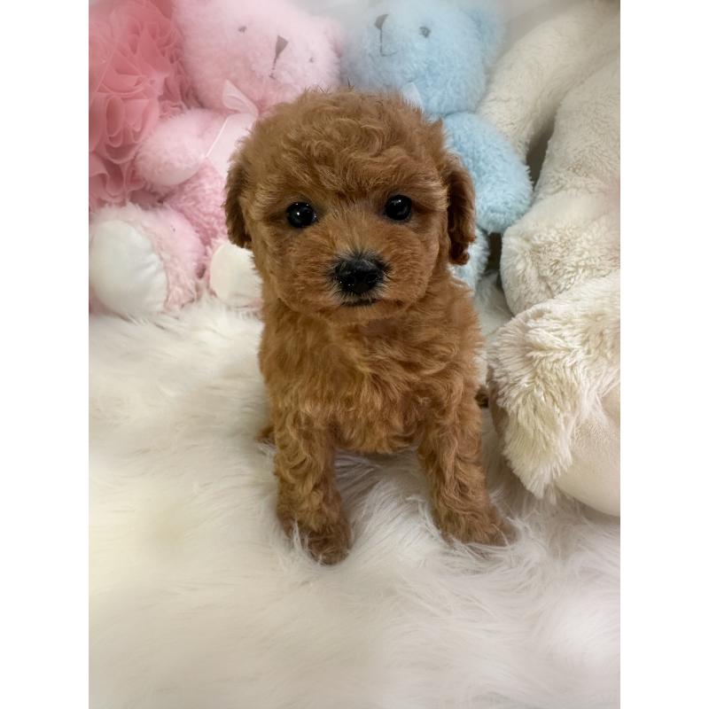 販売中の香川県のトイプードル-433636の7枚目