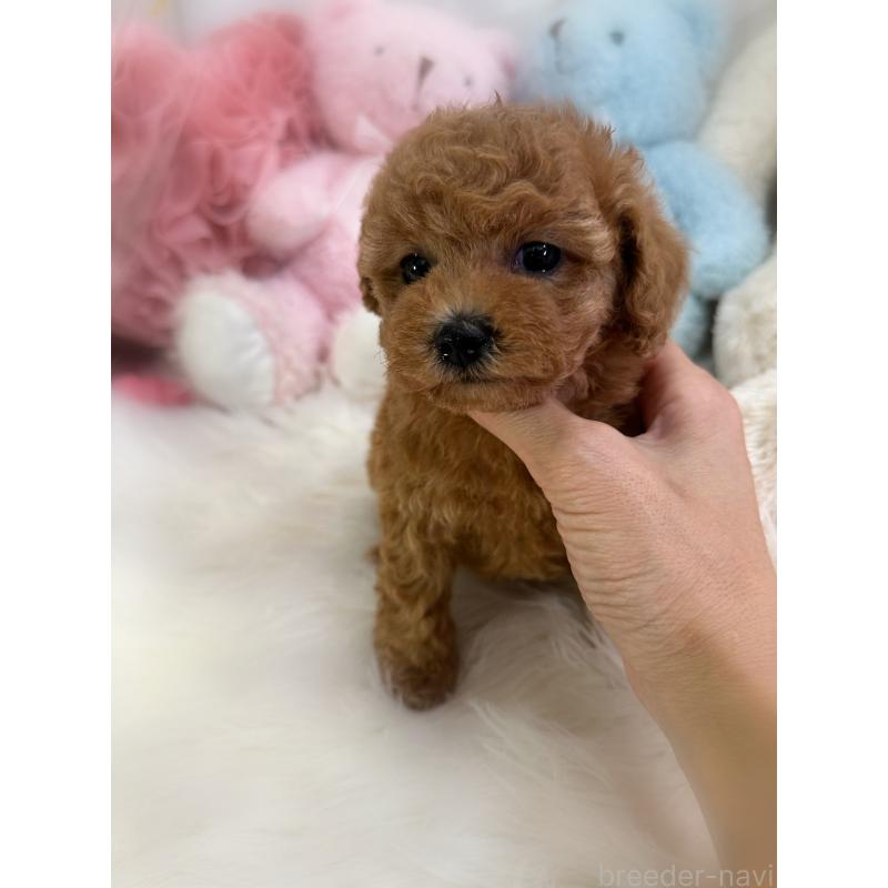 販売中の香川県のトイプードル-433636の6枚目