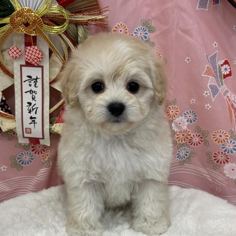 成約済の広島県のミックス犬-430515の1枚目