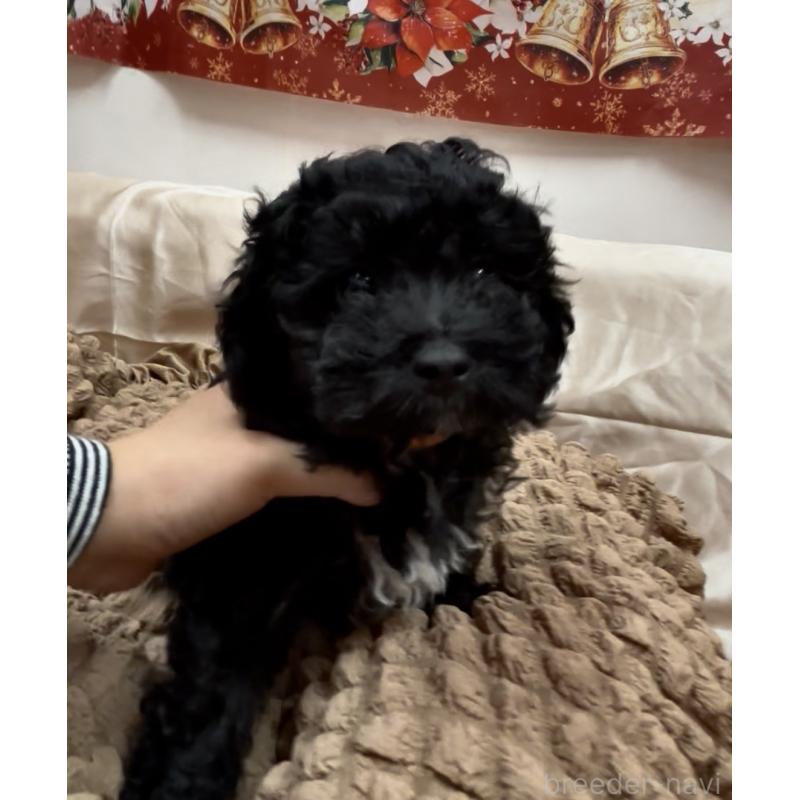 成約済の熊本県のトイプードル-435256の2枚目