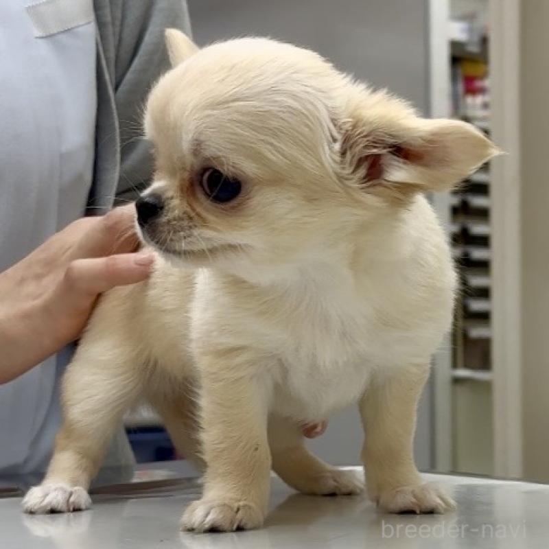 成約済の東京都のチワワ(ロングコート)-432941の5枚目