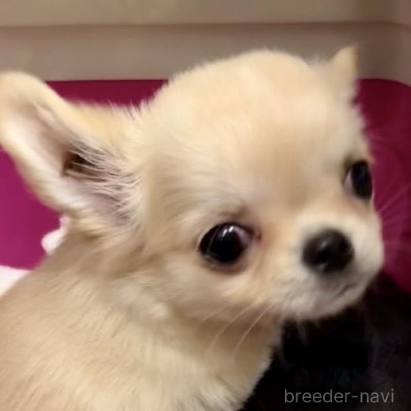 成約済の東京都のチワワ(ロングコート)-432941の4枚目