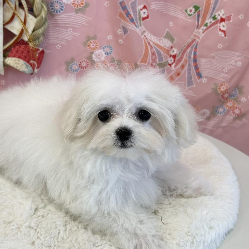 販売中の広島県のマルチーズ-421234の2枚目