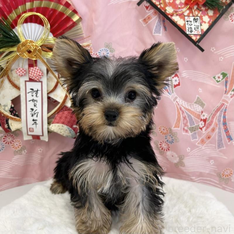 販売中の広島県のヨークシャーテリア-423586