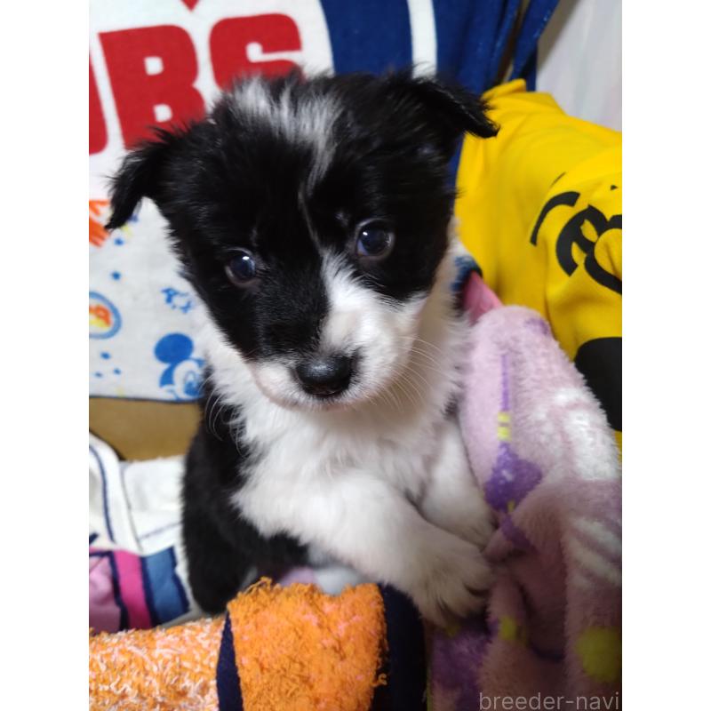 販売中の長野県のボーダーコリー-436846の3枚目