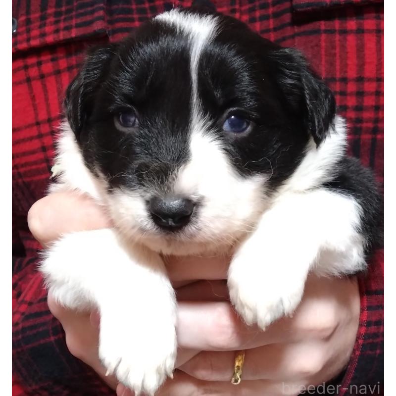 販売中の長野県のボーダーコリー-436846の2枚目