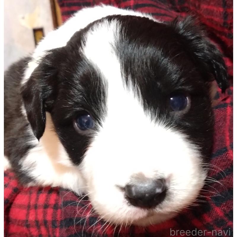 販売中の長野県のボーダーコリー-436850の3枚目