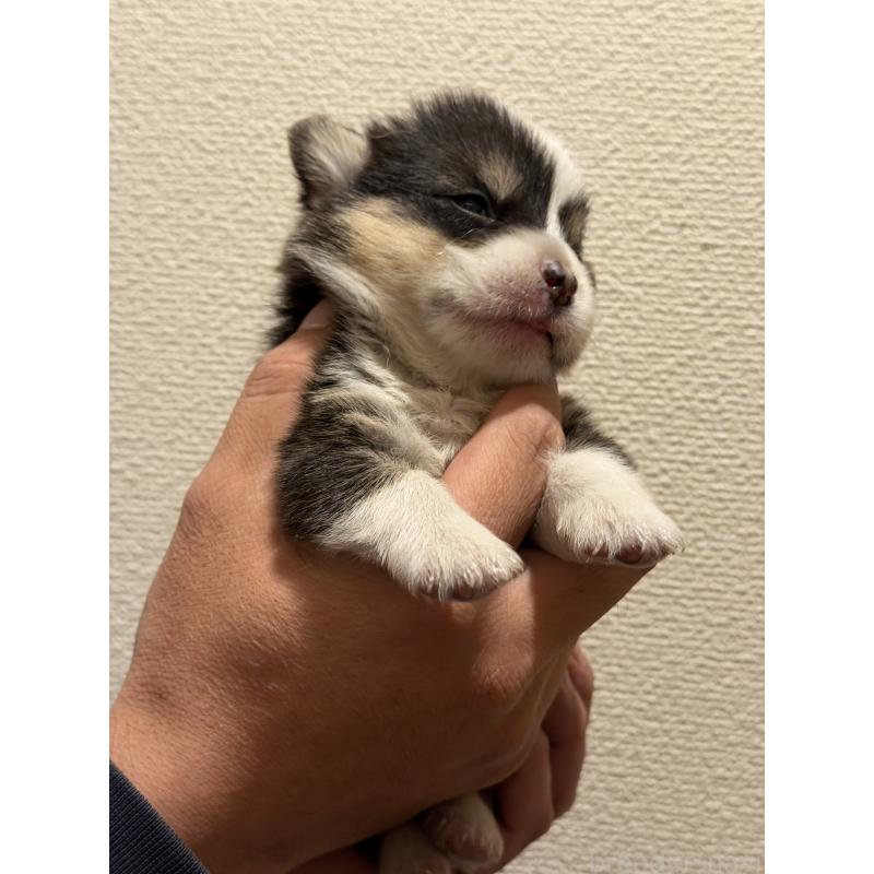 販売中の愛知県のウェルシュコーギーペンブローク-436849の6枚目