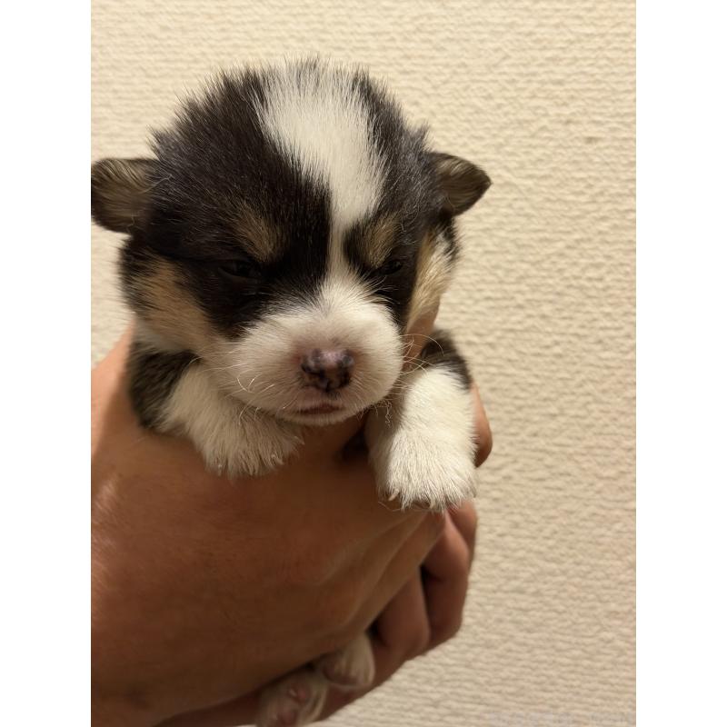 販売中の愛知県のウェルシュコーギーペンブローク-436849の5枚目