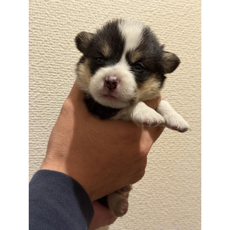 販売中の愛知県のウェルシュコーギーペンブローク-436849の4枚目