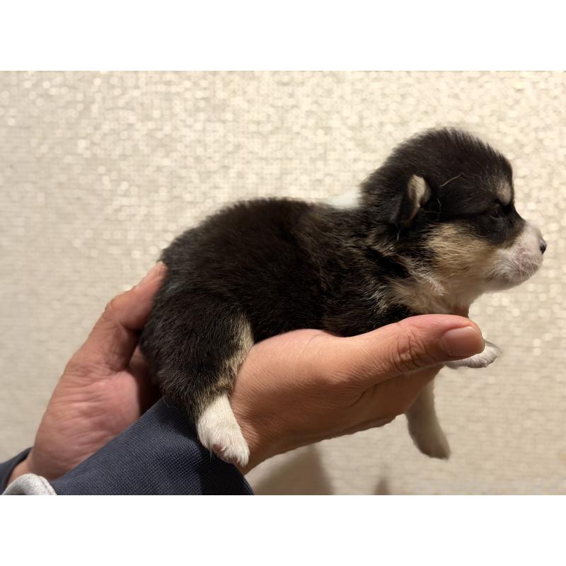 販売中の愛知県のウェルシュコーギーペンブローク-436849の3枚目