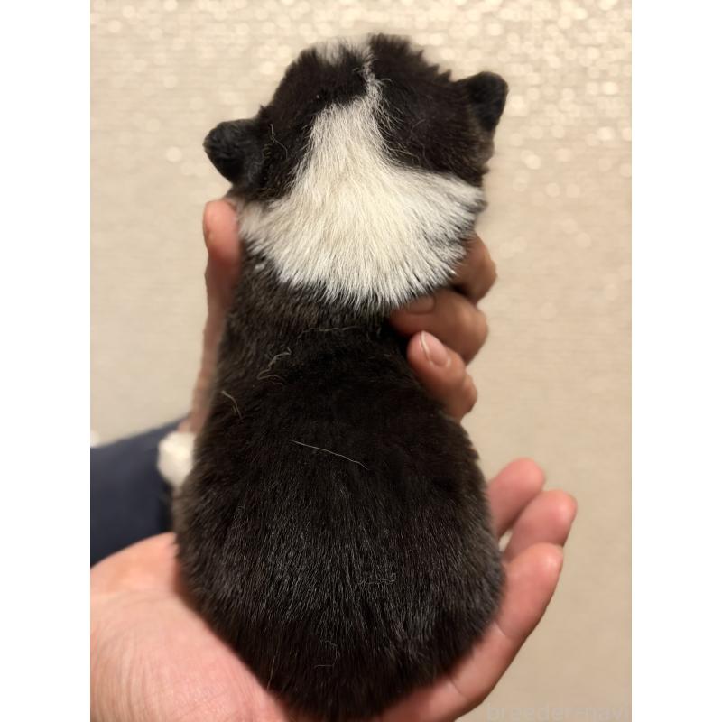 販売中の愛知県のウェルシュコーギーペンブローク-436849の2枚目