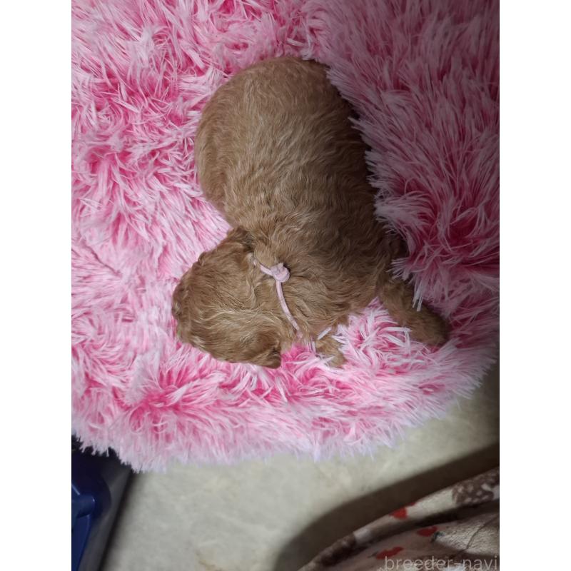 販売中の群馬県のトイプードル-436848の5枚目