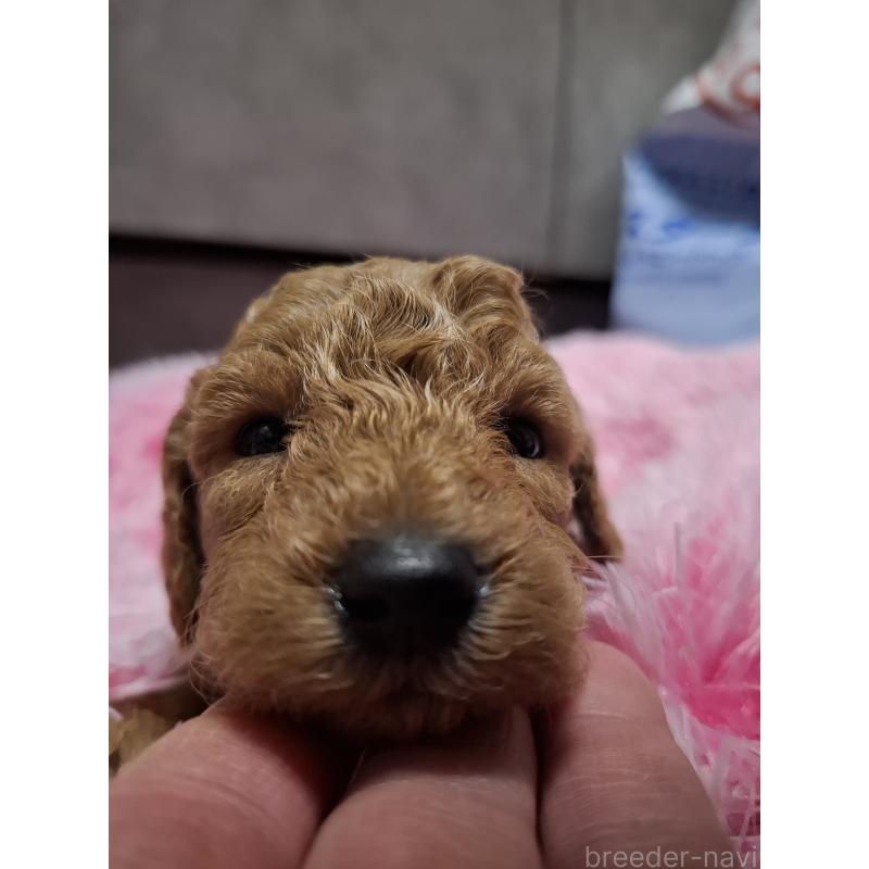 販売中の群馬県のトイプードル-436848の4枚目