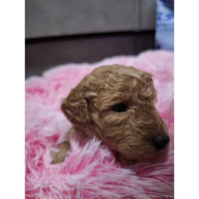 販売中の群馬県のトイプードル-436848の3枚目