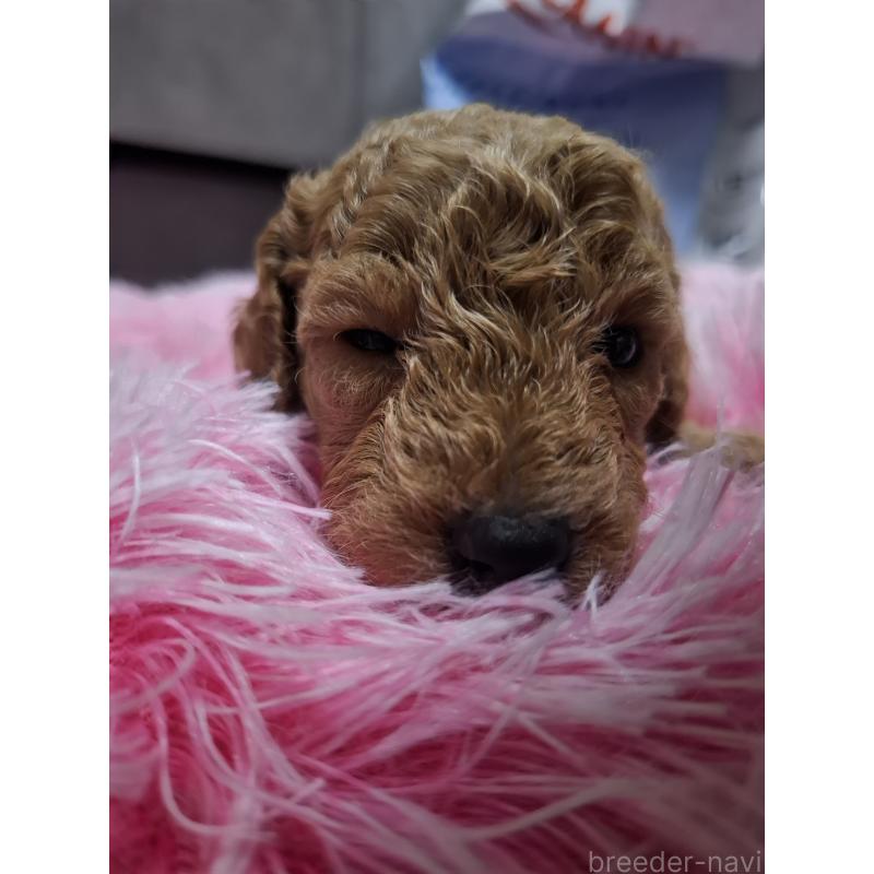 販売中の群馬県のトイプードル-436848の2枚目