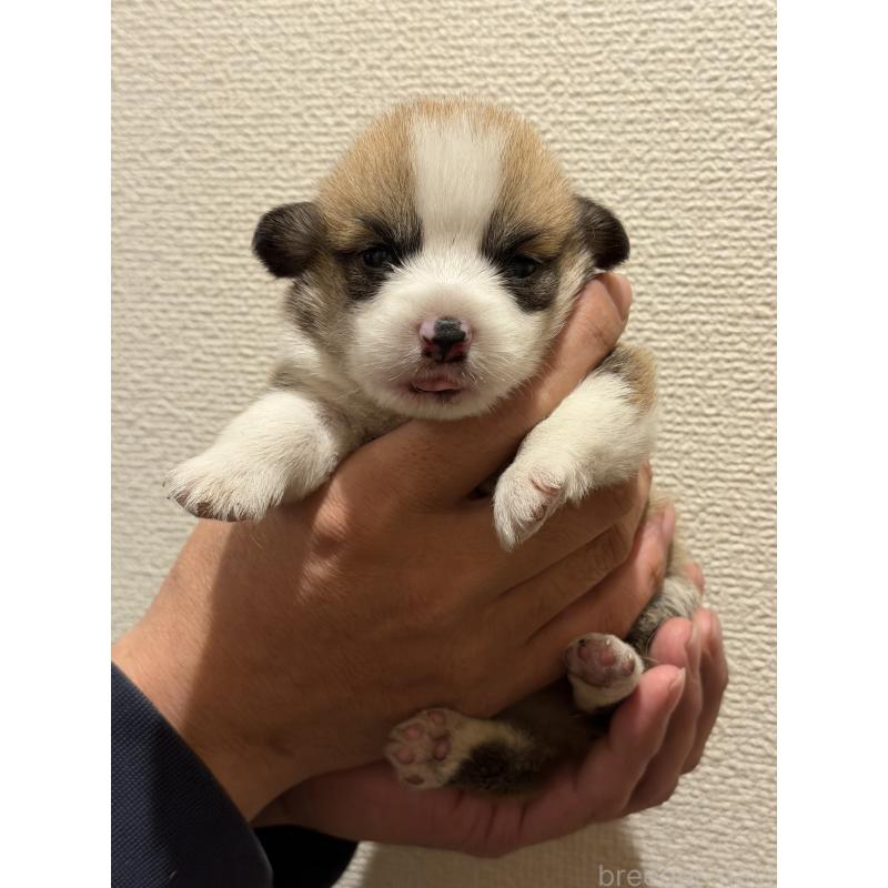 販売中の愛知県のウェルシュコーギーペンブローク-436851の5枚目