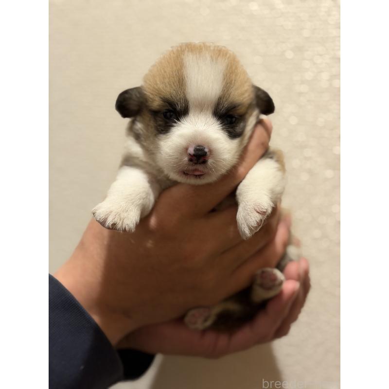 販売中の愛知県のウェルシュコーギーペンブローク-436851の4枚目