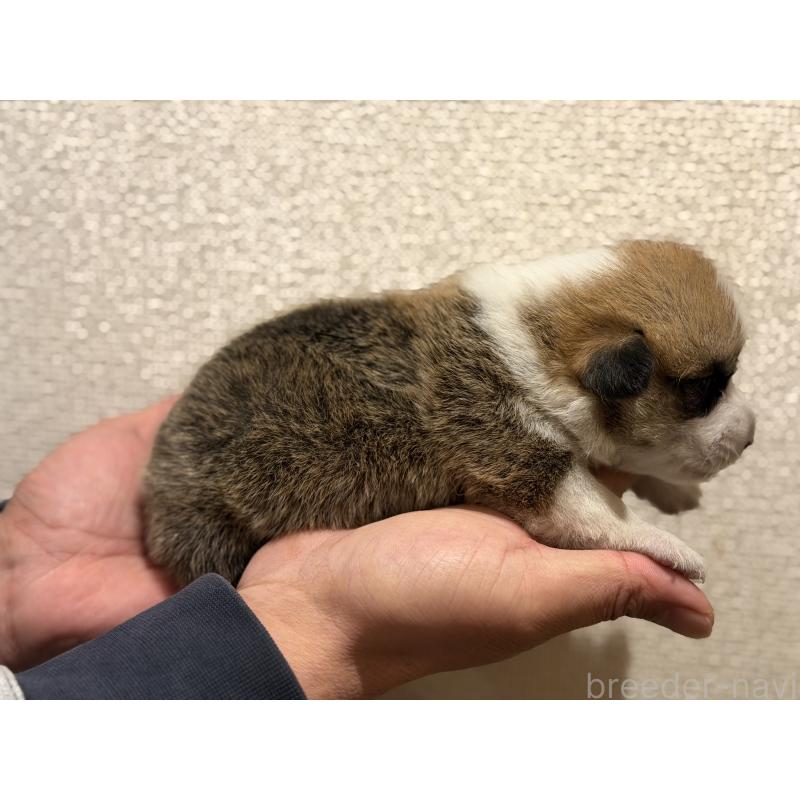 販売中の愛知県のウェルシュコーギーペンブローク-436851の3枚目