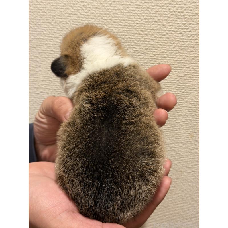 販売中の愛知県のウェルシュコーギーペンブローク-436851の2枚目