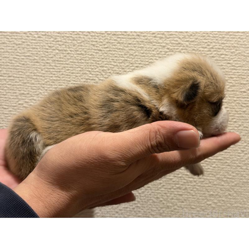 販売中の愛知県のウェルシュコーギーペンブローク-436852の3枚目