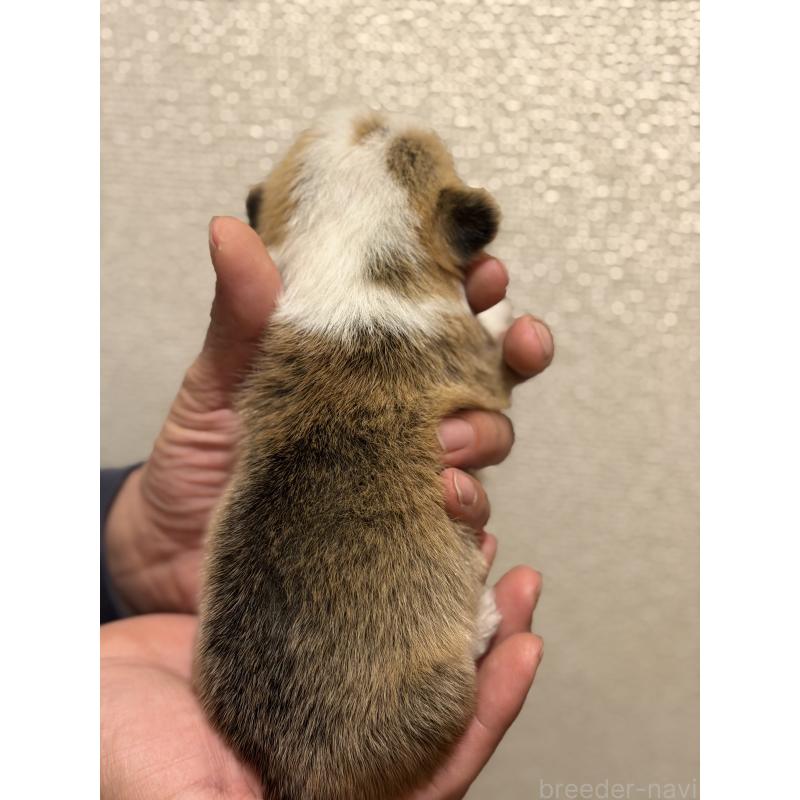 販売中の愛知県のウェルシュコーギーペンブローク-436852の2枚目