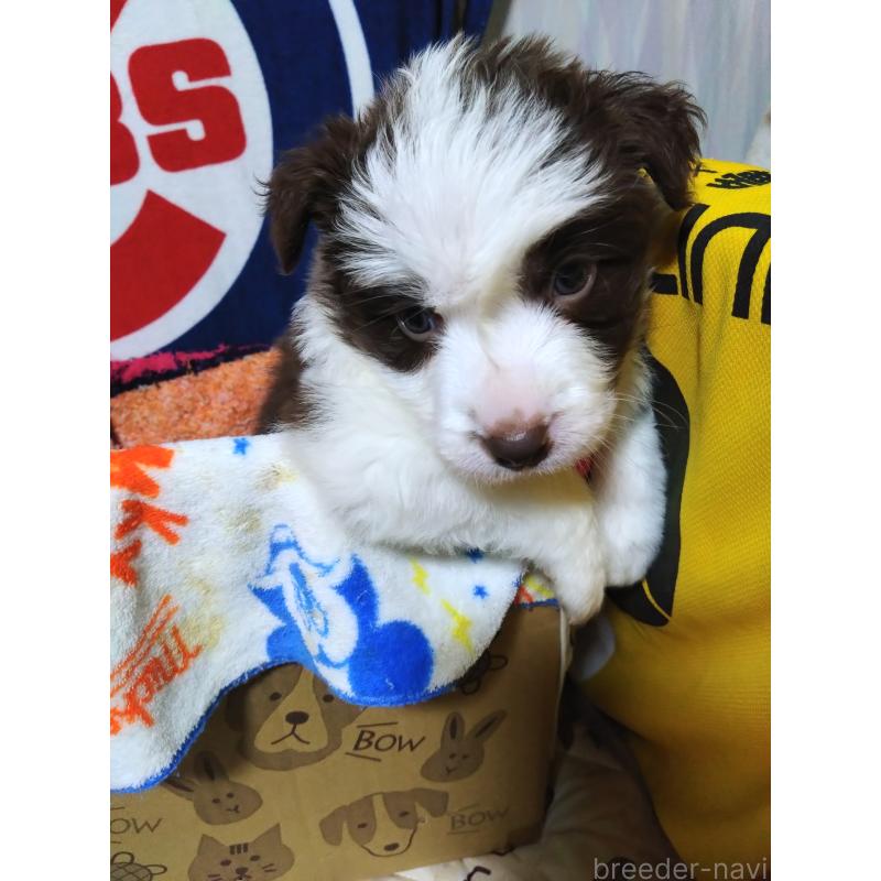 販売中の長野県のボーダーコリー-436853の3枚目