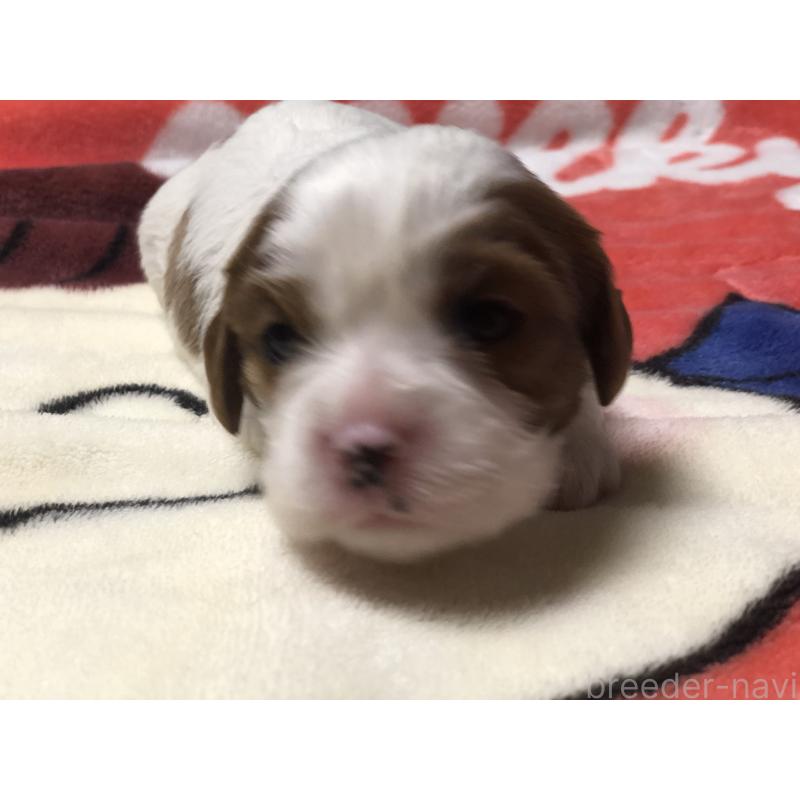販売中の青森県のキャバリアキングチャールズスパニエル-436854の6枚目